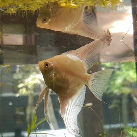 Assorted Angelfish Large (Only pickup from shop)
