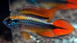 Apistogramma Agassizii Double Red Cichlid