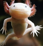 Axolotl Albino (Large)