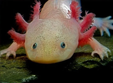 Axolotl Albino (Giant)