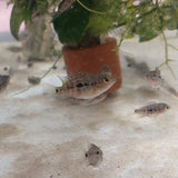 Baby Blue/Green Texas Cichlid