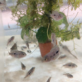 Baby Blue/Green Texas Cichlid