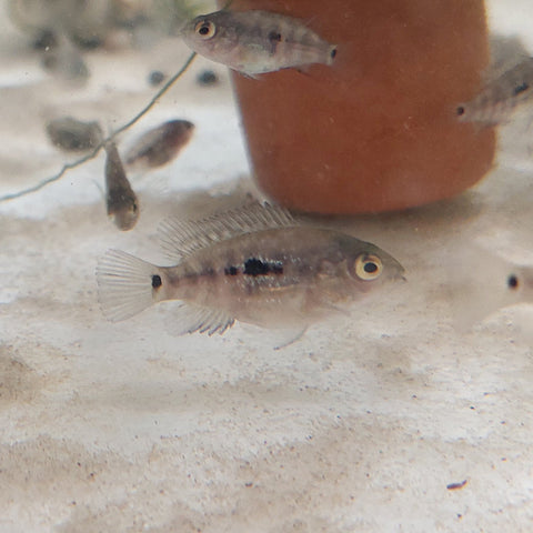 Baby Blue Texas Cichlid