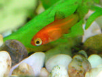 Baby Platy