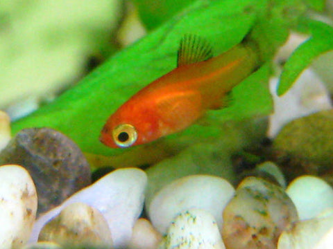 Baby Platy