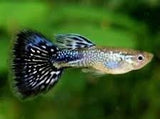 Black Cobra Guppy (Male)