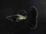 Black Cobra Guppy (Male)