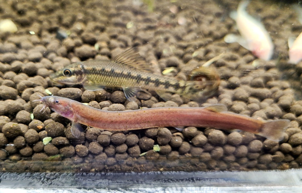 Black Java Loach Black Kuhli Loach – Sydney Aquascapes