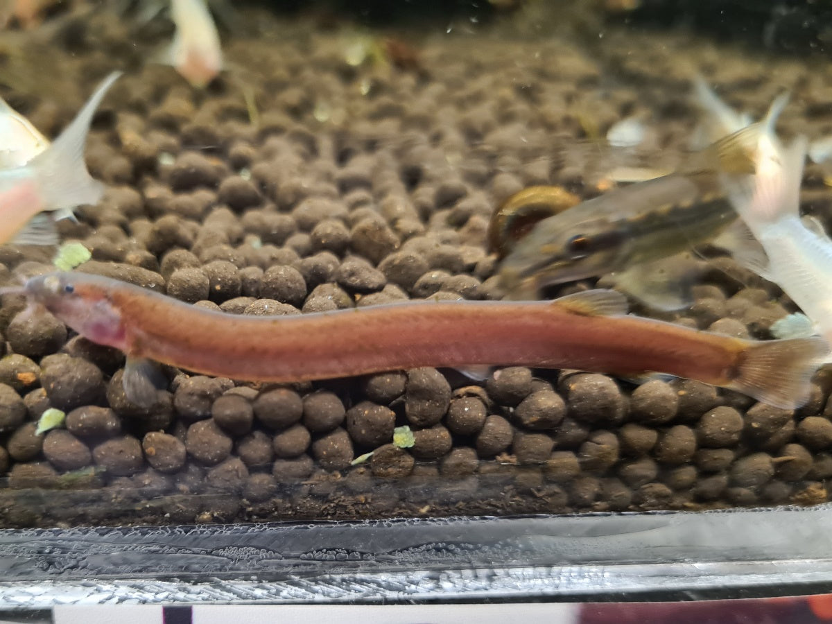 Black Java Loach Black Kuhli Loach – Sydney Aquascapes