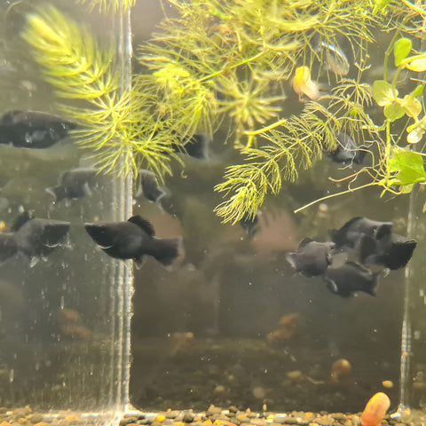 Black Balloon Molly – Sydney Aquascapes - Main Image