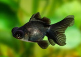 Goldfish - Black moor