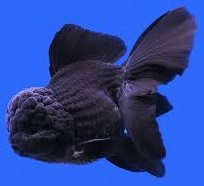 Goldfish - Black Oranda Large (7cm - 9cm)