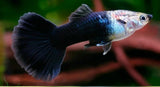 Black Phantom Guppy (Male)