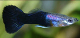 Black Phantom Guppy (Male)