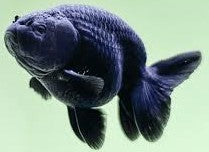 Goldfish- Black Ranchu