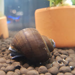 Black Foot Mystery Snail - Small