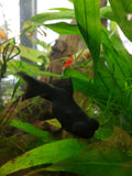 Goldfish - Black moor