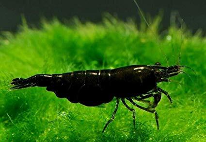 Black Shrimp (Neocaridina davidi)