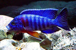 Blue Malawi Peacock Cichlid