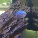 Blue Gourami (Dwarf cobalt)
