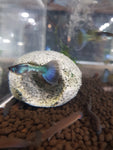 Blue Neon Guppy (Male)