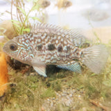 Blue Texas Cichlid Large