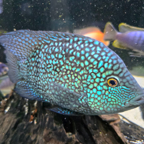 Blue Texas Cichlid