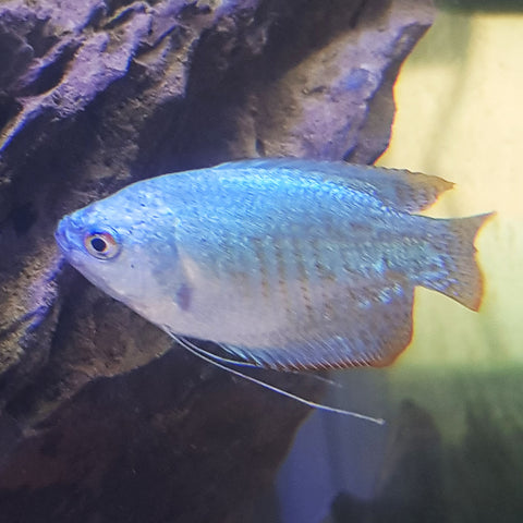 Assorted Dwarf Gourami