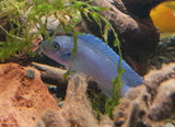 Cobalt Blue Cichlid