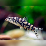 Yo Yo Loach