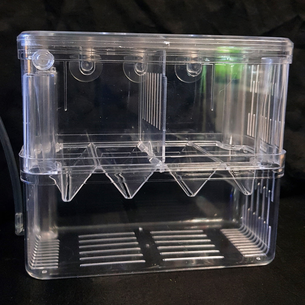 breeding box fish Breeding Box Medium Internal – Sydney Aquascapes