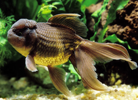 Goldfish - Chocolate Oranda Medium (5cm - 7cm)