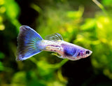 Blue Sapphire Guppy