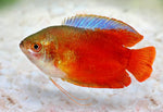 Flame Gourami (Dwarf Red Flame Gourami)