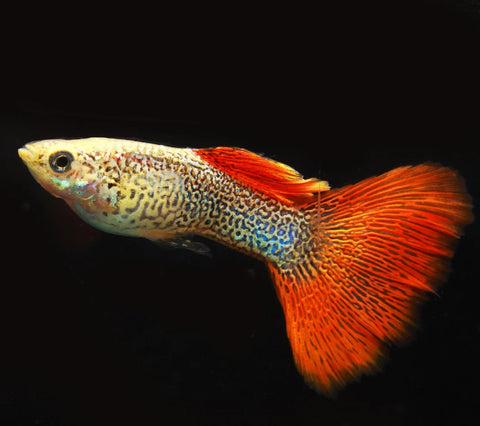 Red Lace Male Guppy