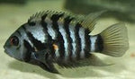 Convict Cichlid