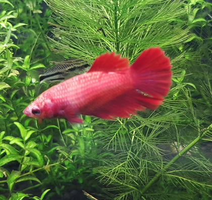 Assorted Female Betta