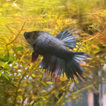 Crowntail Assorted Female Betta