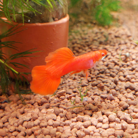 Full Red Guppy Pair