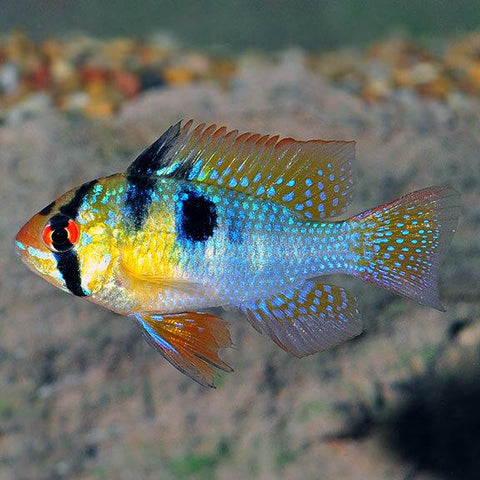 German Blue Ram Cichlid (Small)