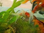 Goldfish - Red and White Comet