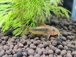 Gold Neon Stripe Laser Cory