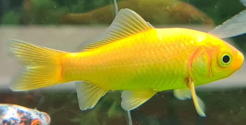 Goldfish- Golden Comet