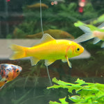 Goldfish- Golden Comet