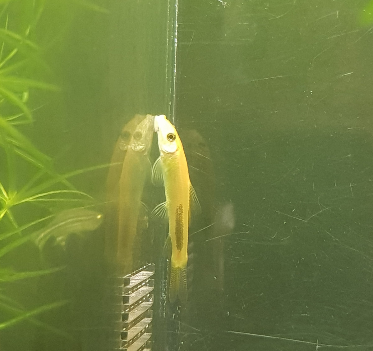 Gold Sucking Catfish (Gyrinocheilus Aymonieri) – Sydney Aquascapes