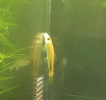 Gold Sucking Catfish (Gyrinocheilus Aymonieri)