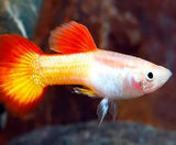 Golden Sunset Guppy