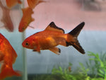 Goldfish - Fantail small