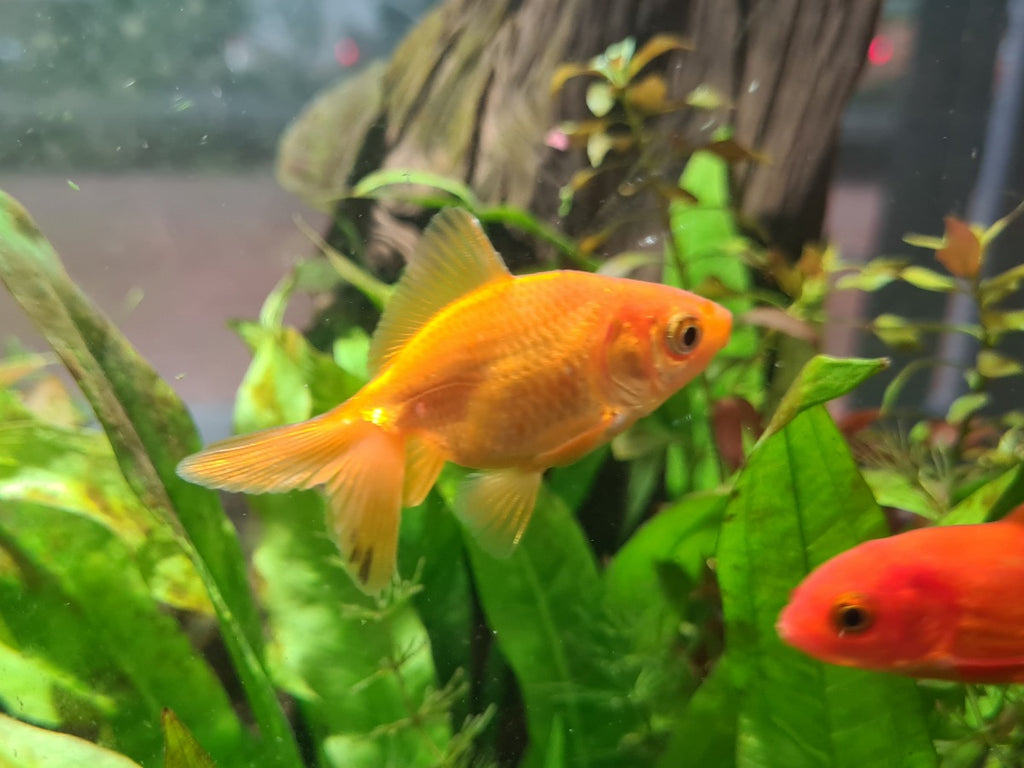 Goldfish Fantail small – Sydney Aquascapes - Main Image