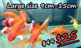 Goldfish - Large Assorted Comets (7cm-30cm)